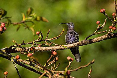 《千变的迷宫 风来的希炼6 蛇蜷岛探险谭》宣布推出NS中文版！